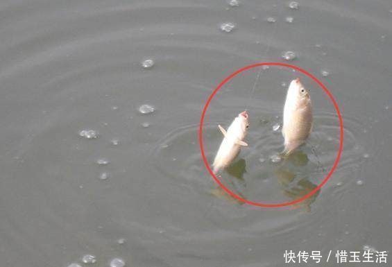 水层|鱼窝有鱼却不咬钩30年老钓友教你个绝招，让你提竿到手软