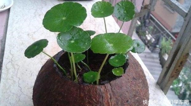 6种“垃圾”最适合做花盆,一分钱不花就能得到,比买来的还精致!