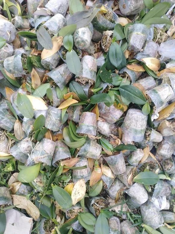 路边被人丢掉的名贵花,丢人也要捡,种盆里就开花