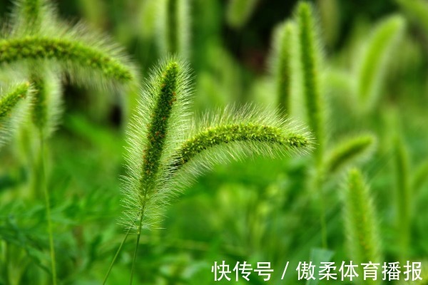 泡水|遭人嫌的狗尾巴草,泡水喝竟有4个神奇功效,男人女人都需要!