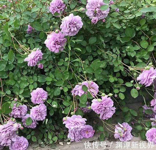 庭院地栽这些花卉想要养成花墙该怎么办做到如此就够了