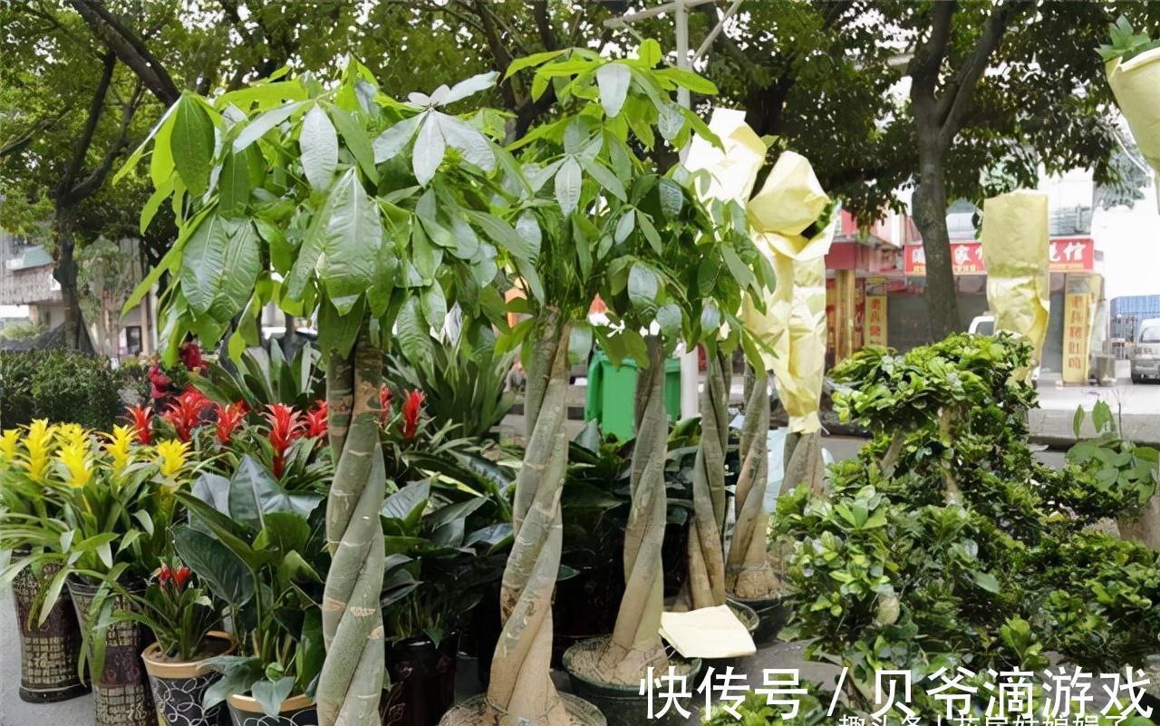 喜欢养花也不要忽视绿植的作用,室内选择这4种绿植养,美观大气