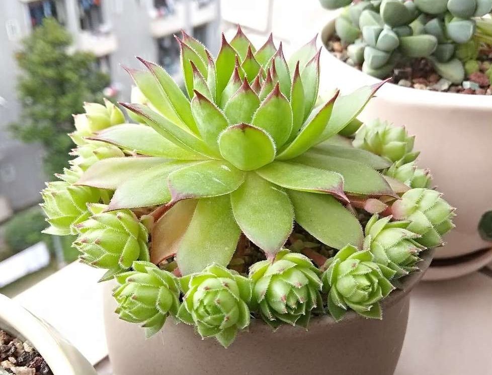 小芽|6月养多肉观音莲,怎么管理,才能让小芽长满一圈又一圈