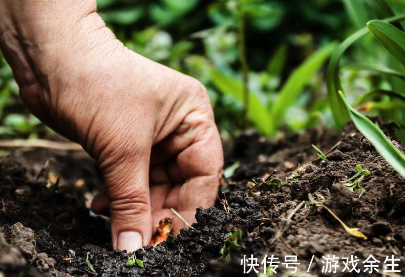 盆土板结怎么办,养花一定要有好土,你都了解过嘛
