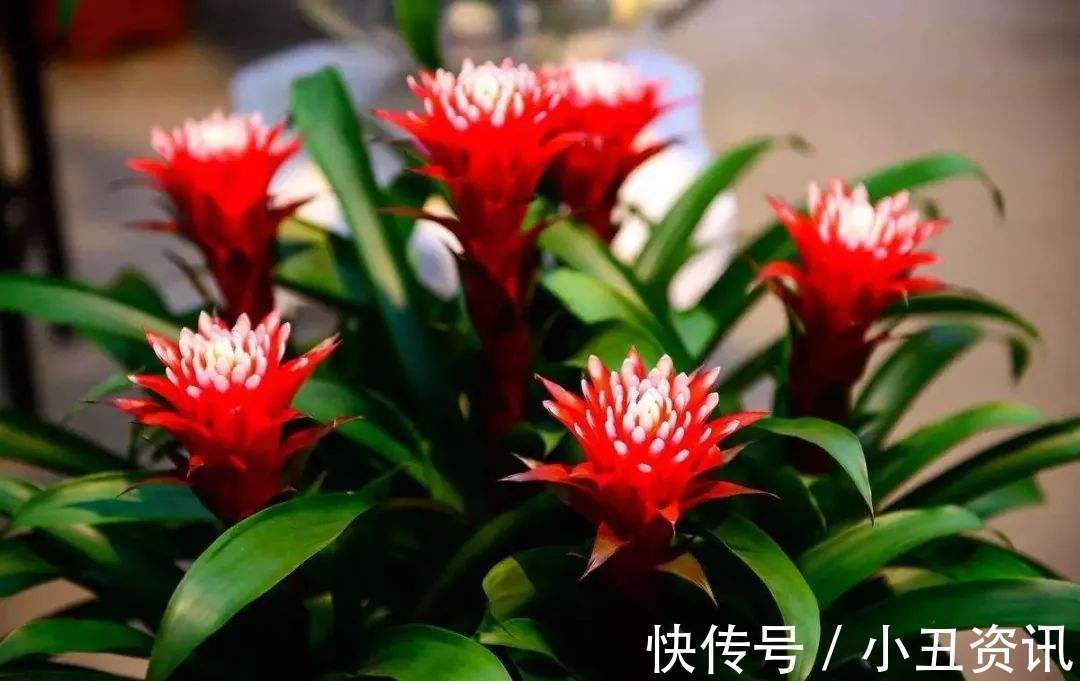 “吉祥又招财”的3种花,尤其是最后一种,家里越养越富贵!