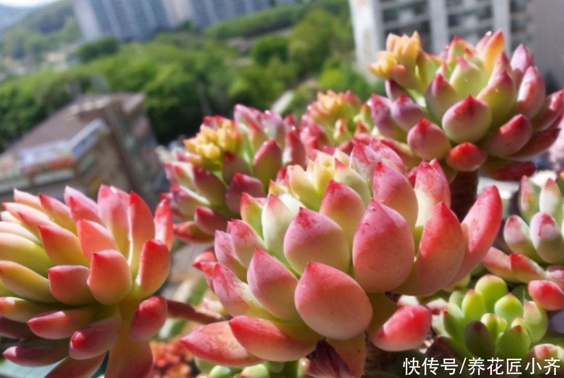 养多肉土不好，容易烂根黑腐，准备两样“物质”，自己配出多肉土