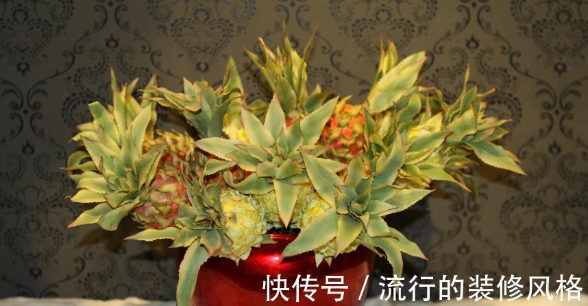 蛋壳养花好在哪里?学会这些技巧,盆栽再没有黄叶缺营养的毛病