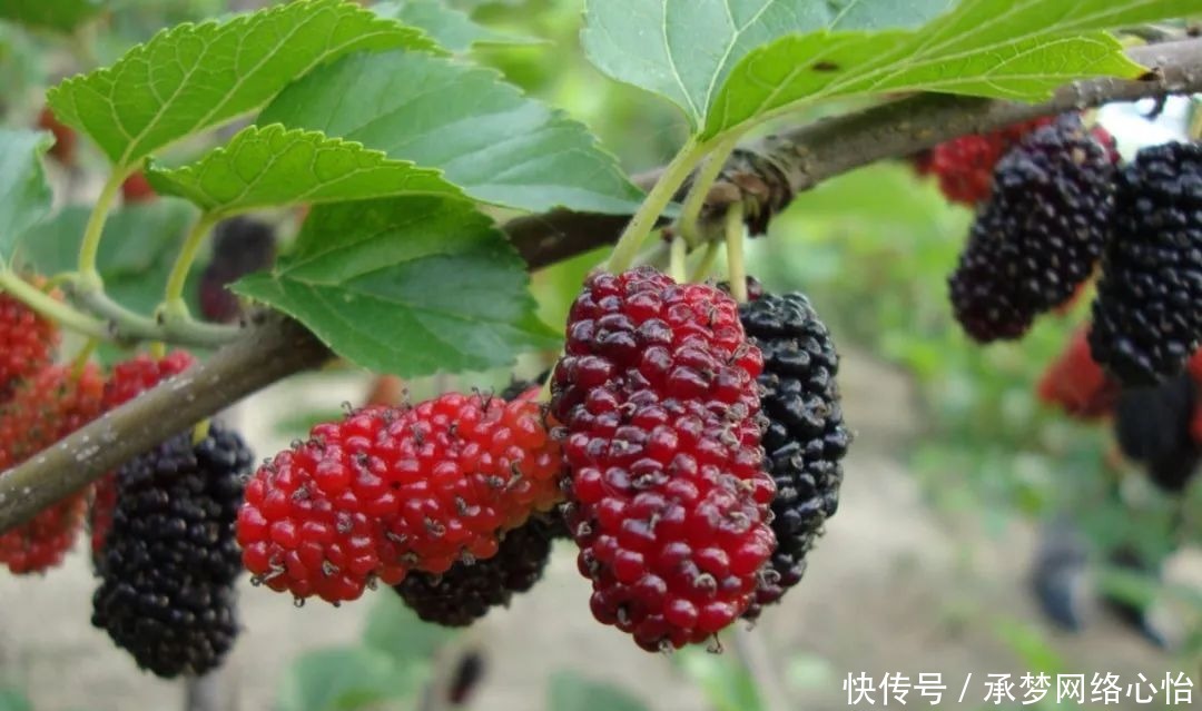 大忙|喝酒时,这种水果可以帮你的大忙?