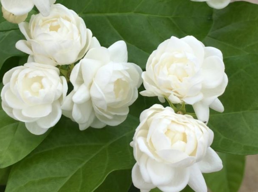 4种花,有“助眠”功效,提高睡眠质量,好养漂亮,越养越上瘾