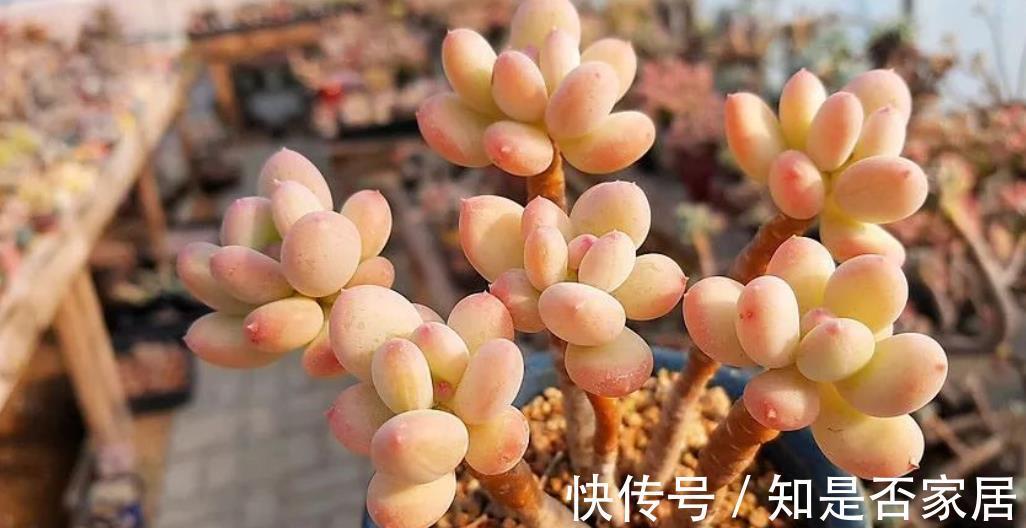 肥厚|推荐几种叶子肥厚的多肉，长势旺盛颜色靓丽，适合新手花友