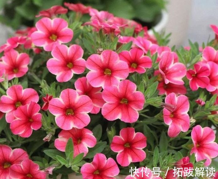 春花|此款花卉便宜又好养,丢到阳台,四季有花开,懒人最爱