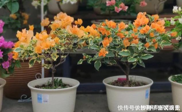 45种三角梅品种,红、橙、黄、绿、白、紫,每一种都很好看!