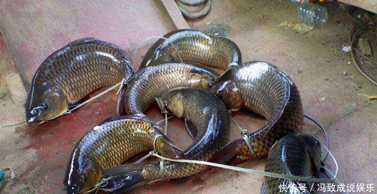 水中|神奇的古老弓鱼术，鱼离开水2天，照样鲜活