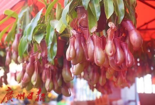 春花灿烂 年味渐浓