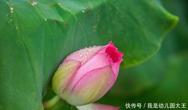 养了就“稳赚”的4种花,一盆变多盆,多盆变无数盆!