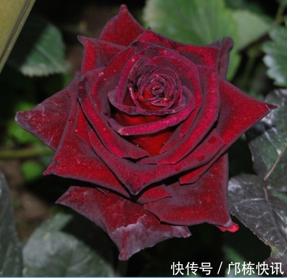 品种|10个最奇葩的月季品种,你可能一个都没见过!