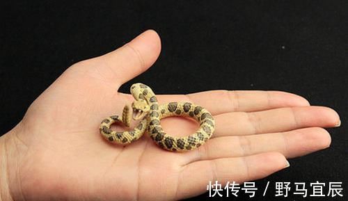 高智商|李玫瑾：娃有这3种臭毛病，是“高智商”的表现，家长别盲目纠正