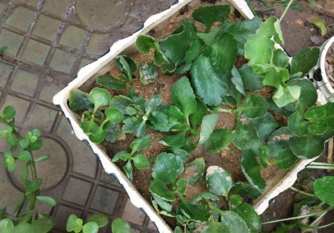 河沙才是养花万能土,家里的花,从不烂根、不黄叶