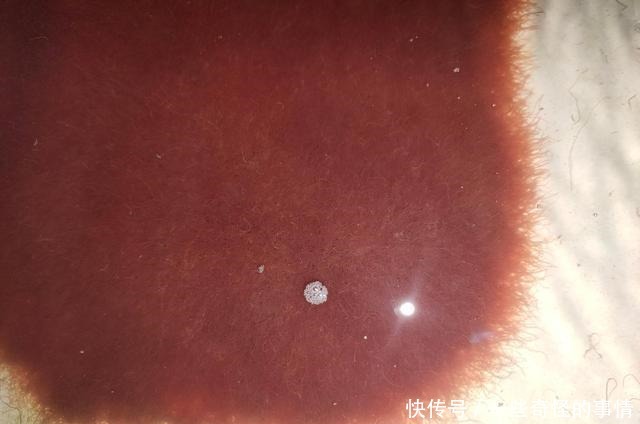 水蚯蚓,长得像红虫,但是比红虫更好用