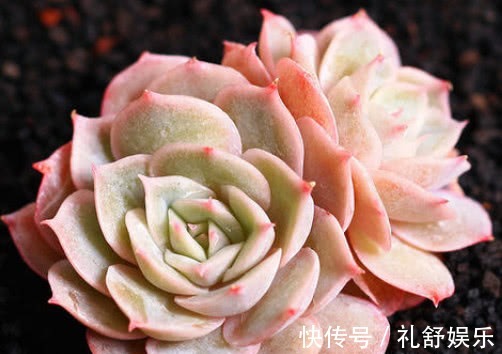 多肉昂斯诺怎么养教你3个小妙招,养出果冻色小清新的昂斯诺