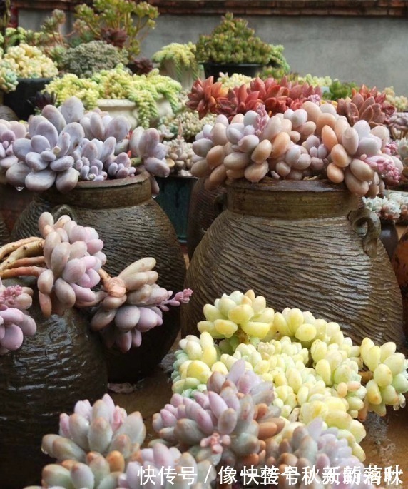 十多年前的老坛子，收集起来打孔改造，用来种多肉可不是一般的美