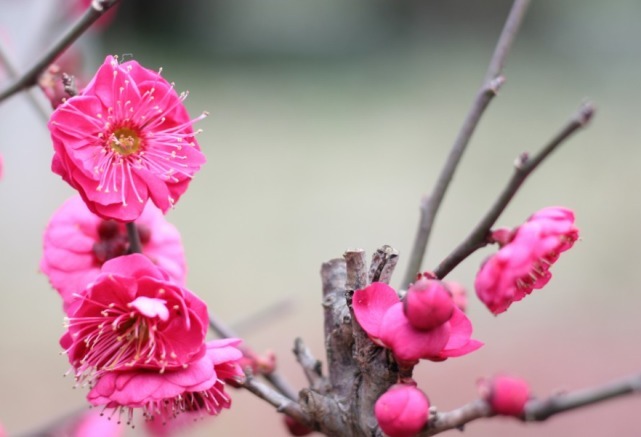 顺心|1月20日-2月1日诸事顺心,富贵满门,财路一路畅通的3大生肖