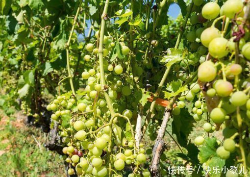 发育|导致孩子记忆力差“帮凶”被揪出，家长爱买2种水果，少给孩子吃