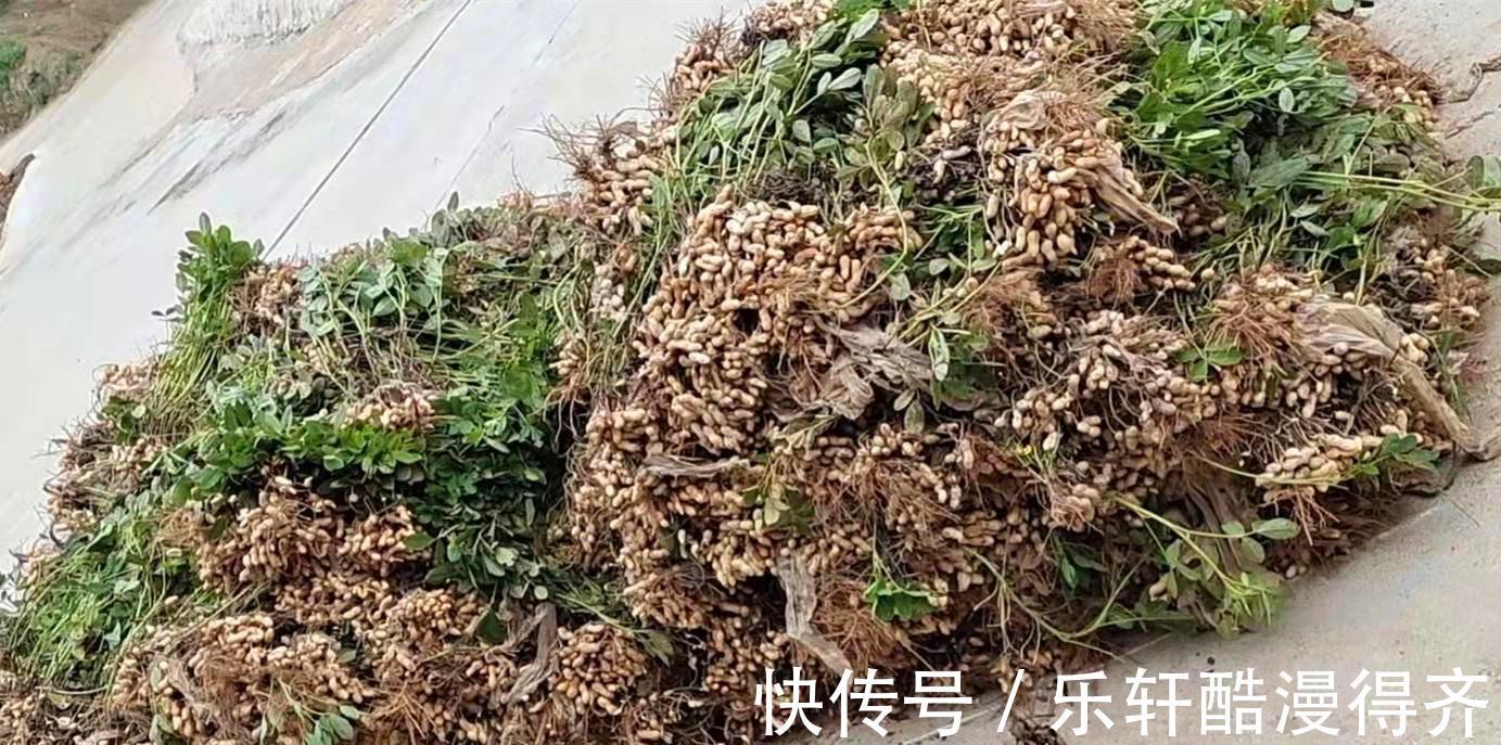 美味|立秋了,这4种坚果要多吃,美味营养高,缓解秋乏,安稳度秋天