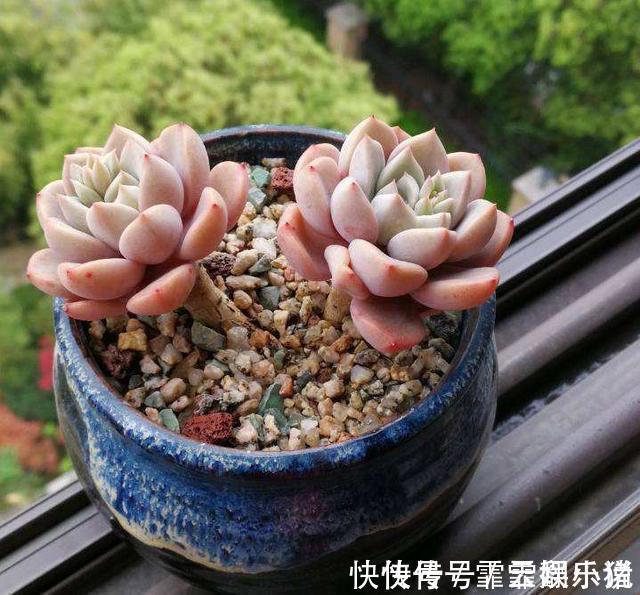 多肉|多肉植物越长越瘦是你不会捣鼓,教你4招,个个胖鼓鼓