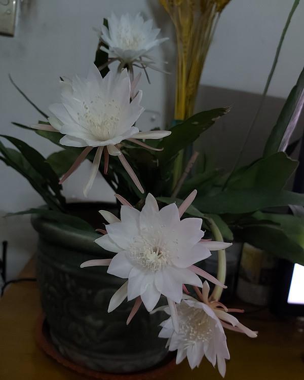 室内盆栽“新宠”—小叶昙花,每年开花好几次,一卉能熏一室香