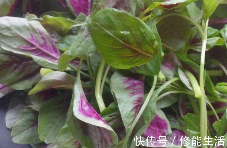 苋菜苋菜|想长寿全靠吃,3种食物不可少,排毒养颜,提高免疫力!