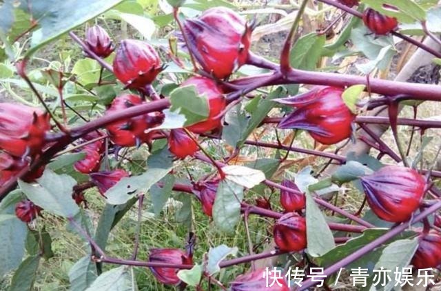 盆栽|1种植物有红色“花朵”，人称“玫瑰茄”，植株珍贵，当盆栽也美