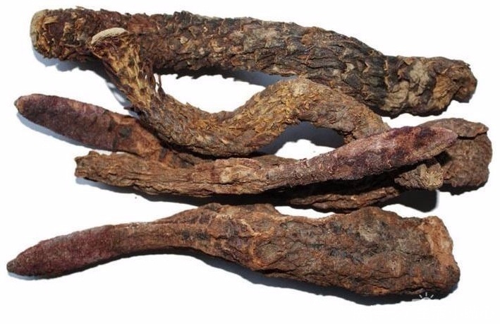 苁蓉|又称沙漠人参的苁蓉,除了可以泡水喝,食用酿酒更甚