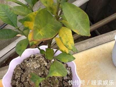 发黄|老花农教你小绝招，彻底摆脱夏天多种绿植片发黄，轻松变绿！