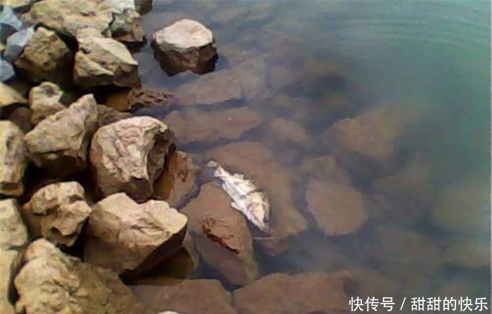 桃花流水鳜鱼肥,春季手竿钓鳜鱼,就用民间这种钓法,简单又好用