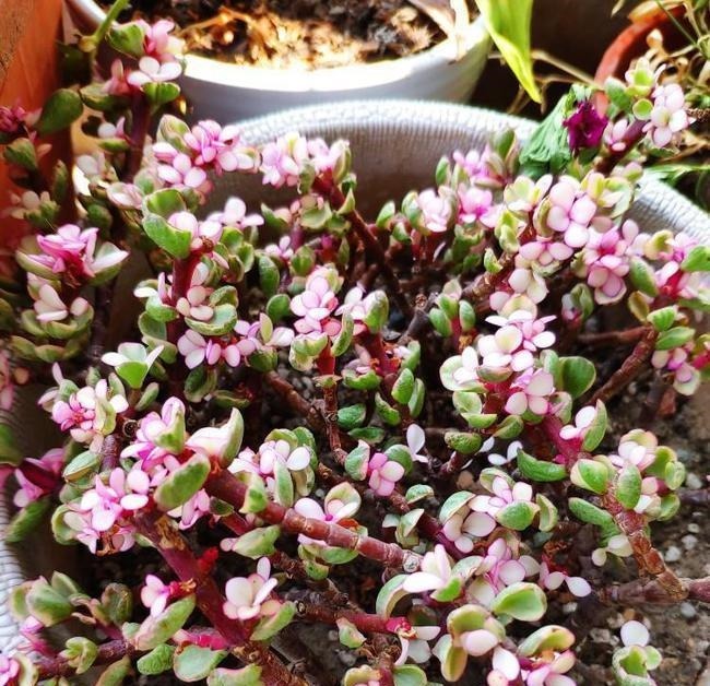 养多肉雅乐之舞,做好5要点、注意3事项,叶片嘭嘭肥起来,美极了