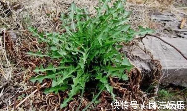 野菜|农村田地里野菜,个个都是良药,农村人视而不见,城里人抢着吃