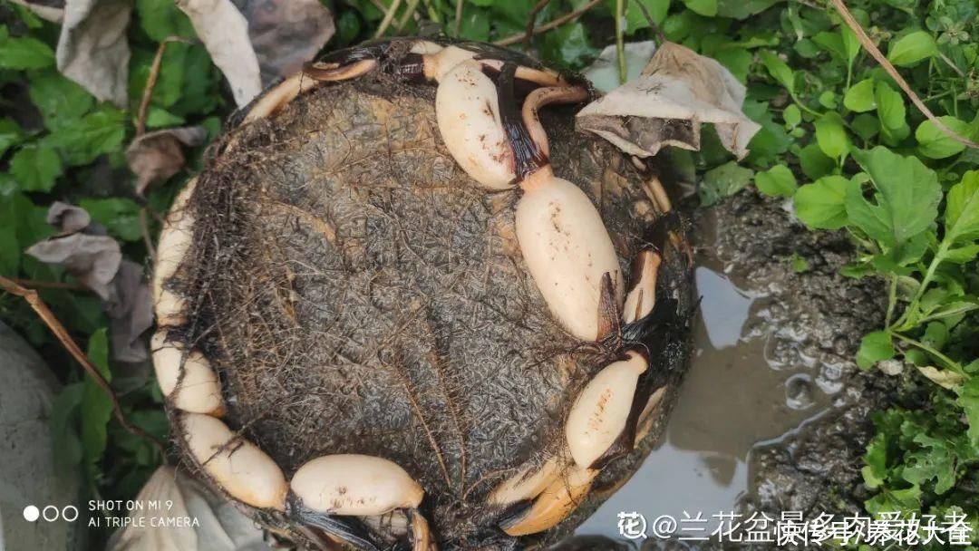 9种花是富贵命，必须大盆养，小盆养会憋死