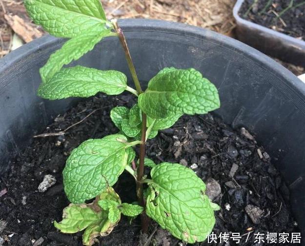 枝条|捡了一根枝条一粒种子,种出二十盆漂亮的花,根本不用花钱买花