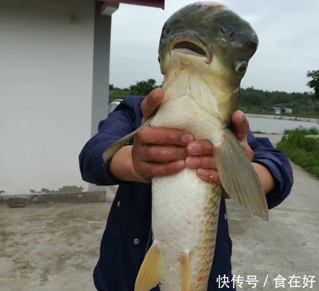 钓鱼|和媳妇野钓一条怪异大鱼,老丈人非要挖坑埋了,我该怎么做?