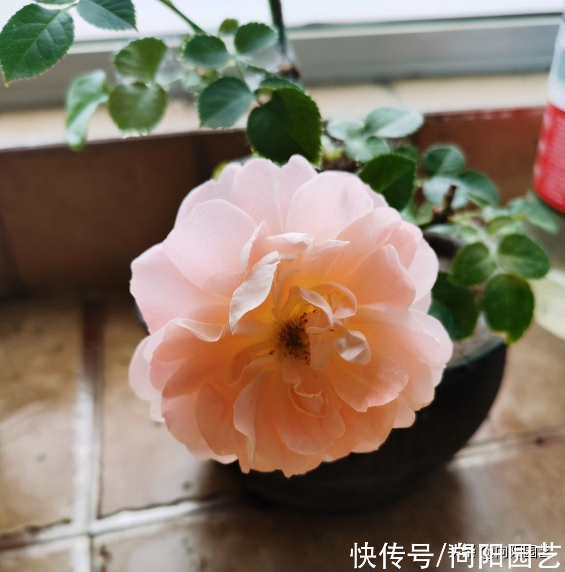 肥料|地栽的月季花，还得用“鱼肠”，肥效更直接，促开花更明显