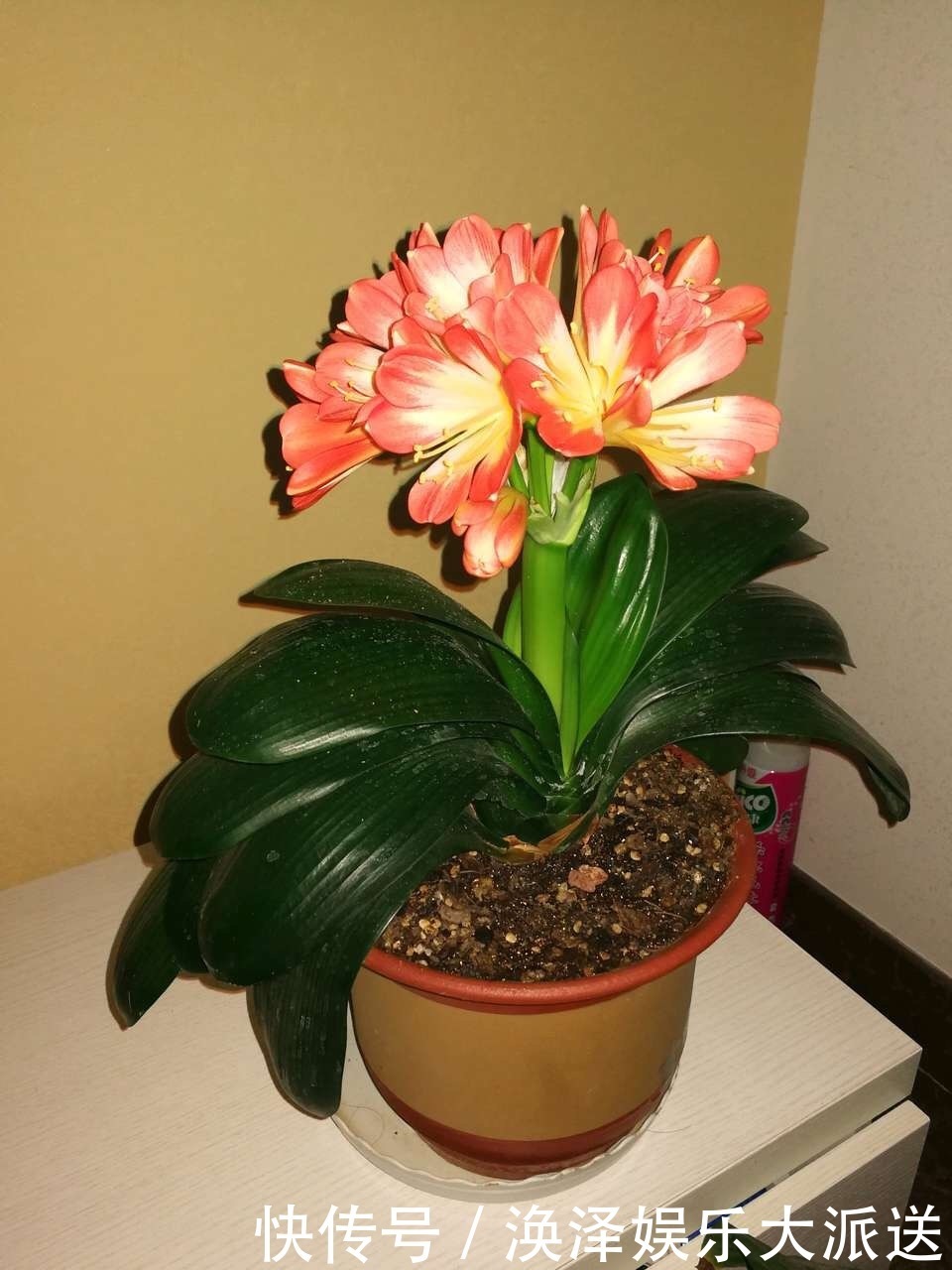 叶片|养君子兰,换盆分株就“抓紧”,再晚只能等到“下一季”