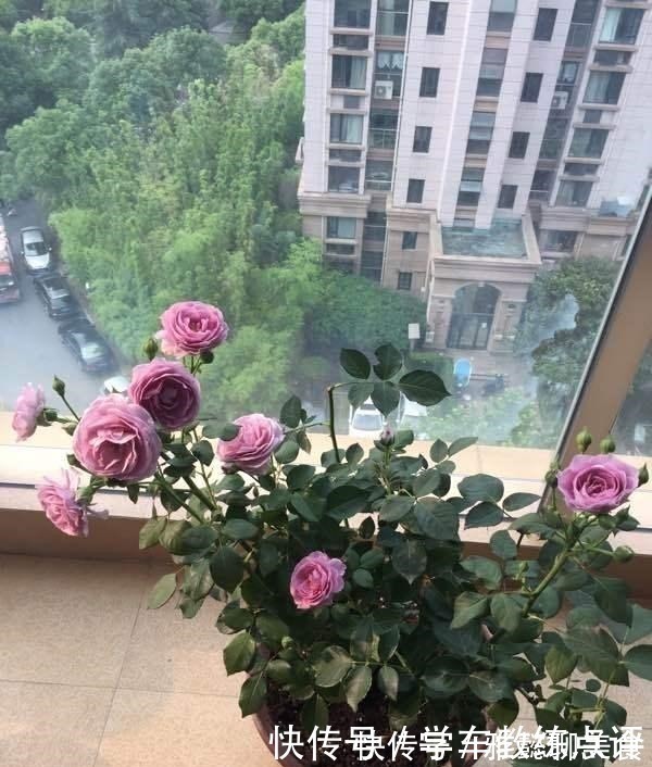 “无缺点”月季花,四季开花,香气浓郁,南北都能种,室内也能养!