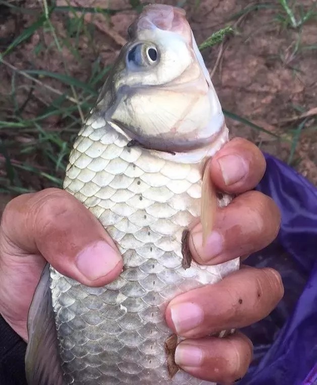 “野战蓝鲫+米饭”让你冬钓鲫不断上鱼!再不担心鱼获!