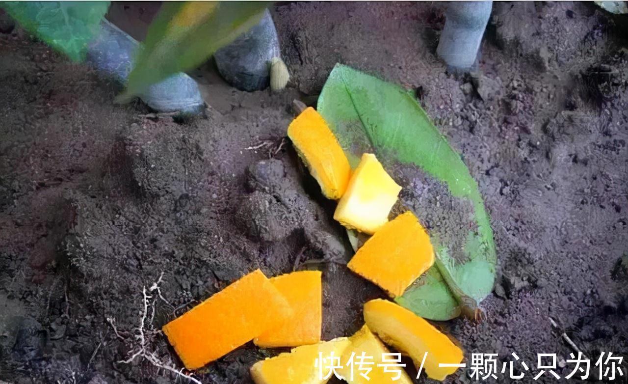 盆栽花卉长得超慢,4个废料垫土壤1/3处,蹭蹭猛长