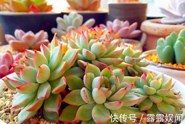 这些多肉植物有毒，不适合养在室内，赶紧记住它们的样子！
