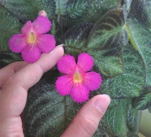 很耐阴的5种盆栽观叶植物,晒多了叶子会晒伤,严重时会枯萎