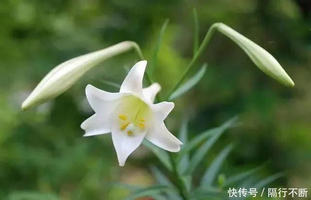 白扁豆|湿气重?牢记:少碰“三物”,多吃“四白”,祛湿排毒,一身轻松