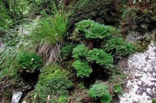  野外|荒山野岭里的“这种草”，有人见到就“挖”，说是盆栽良品