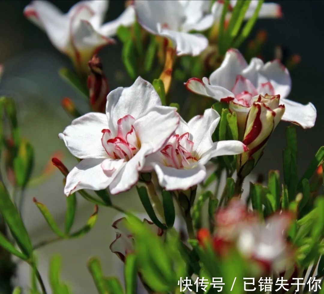 桃之辉|温度越低，颜色越深，可与桃花相较的光叶酢浆草你见过吗？